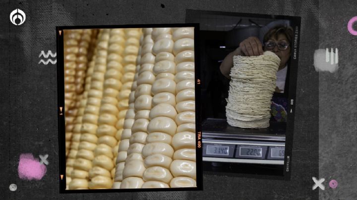 ¿Nos quedaremos sin tortillas? Productores de maíz exigen 'más lana' por tonelada o se irán a la quiebra