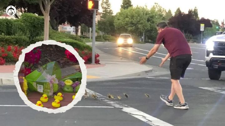 Hombre ayudó a una familia de ‘patitos’ a cruzar la calle… y murió atropellado