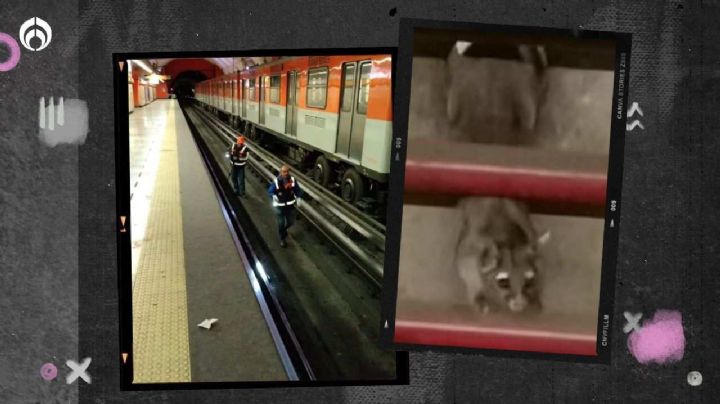 Un ‘intruso’ en Metro CDMX: buscan a un ¡cacomixtle! en la Línea 7… ¿lo has visto?