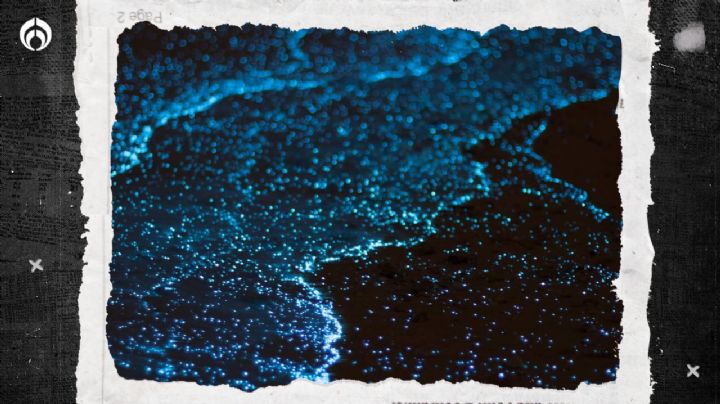 ¿Cuándo y dónde ver la bioluminiscencia en las playas de México?