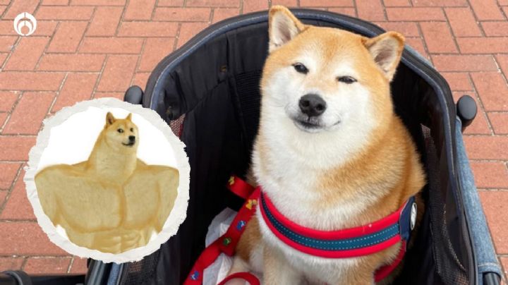 Cheems 'la libra': famoso perrito de los memes se recupera tras estar delicado de salud