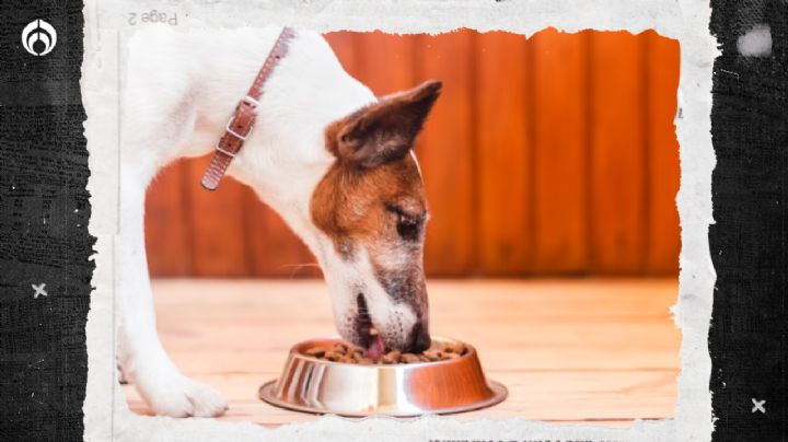 ¿Por qué no debes mezclar las croquetas de tu perro con otros alimentos?