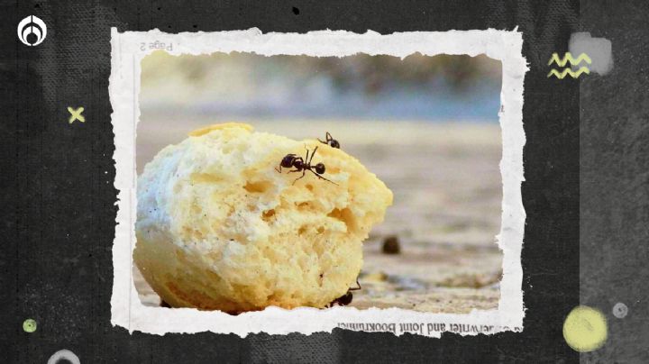 Este es el significado espiritual de las hormigas: ¿son de buena o mala suerte?