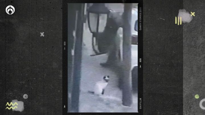 (VIDEO) Investigan a sujeto por asesinar a un gato de un balazo en Tlalnepantla