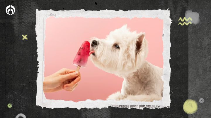 Perritos: ¿cómo hacer paletas de hielo saludables para ‘lomitos’?