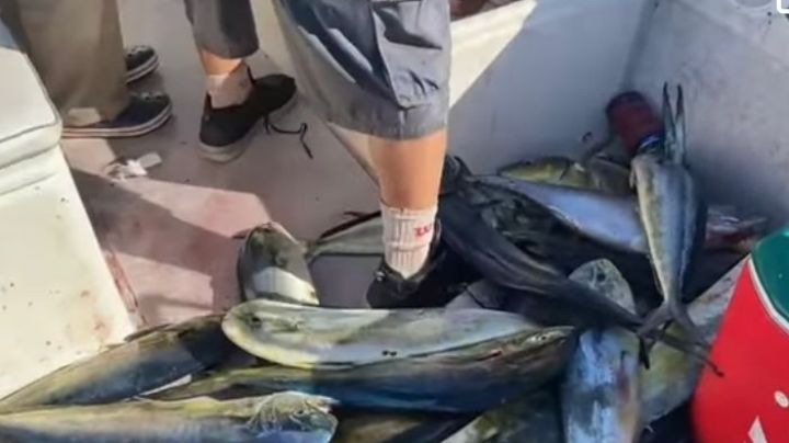 (VIDEO) Exhiben a pescadores capturando peces dorados de manera irregular en La Paz