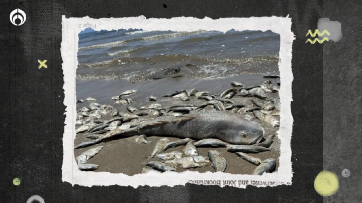 Y el calor... mata a miles de peces en el Golfo de México