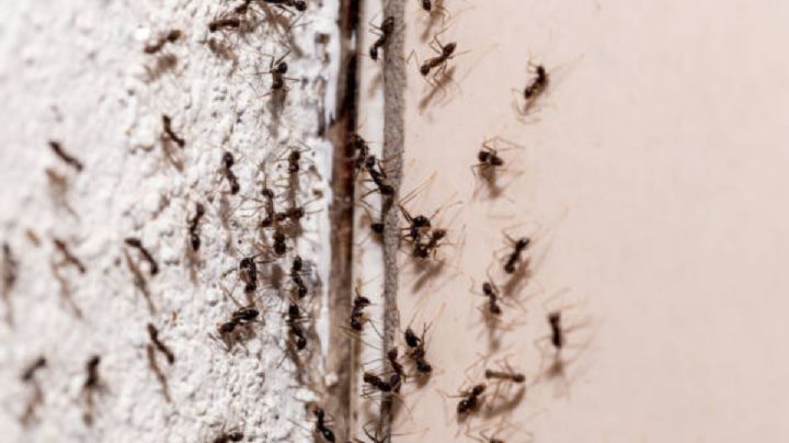 ¿Cómo hacer para que la plaga de hormigas se vaya de la casa con un rico aroma?