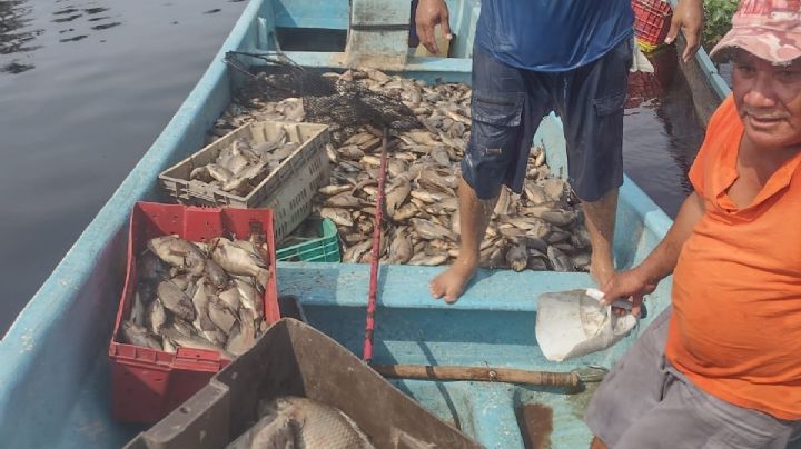 (VIDEO) Desechos químicos causa mortandad de pez tilapia en río Actopan, Veracruz