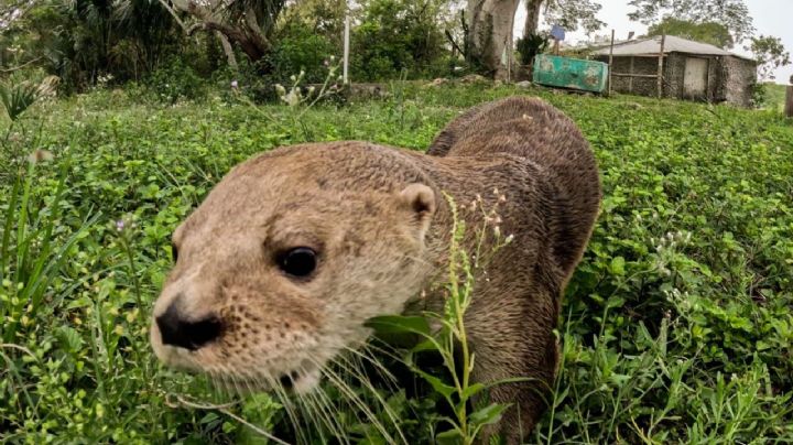 ¡Liberan a Max! Acuario de Veracruz devuelve a nutria a la Laguna de Mandinga (FOTOS)