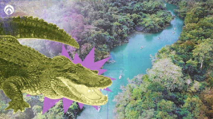 Conoce el Cenote del Cocodrilo Dorado, el destino imperdible para apreciar un tesoro natural