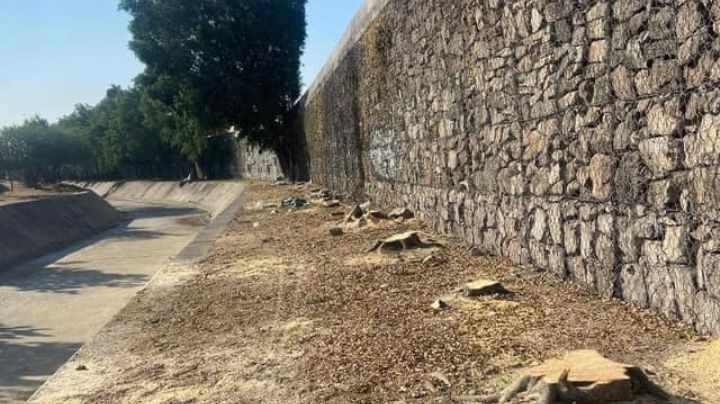 Otorgan suspensión provisional a obra del Malecón, tras tala indiscriminada en León