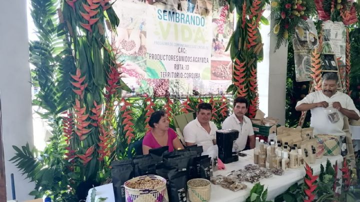 Sembrando Vida: diversificación entre café y árboles frutales dan un respiro a los cafetaleros