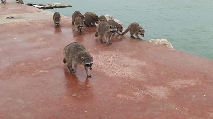 Escolleras de playa... ¿Mapache?; más de mil 500 animalitos viven en Miramar y urge reubicarlos