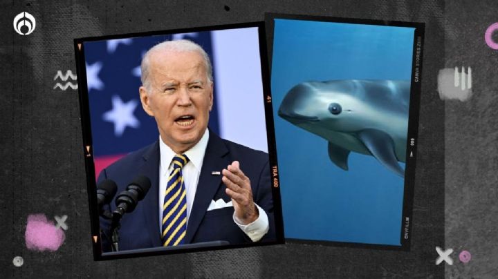 Biden 'salta' por la vaquita marina: amaga con sanciones a México si no la protege