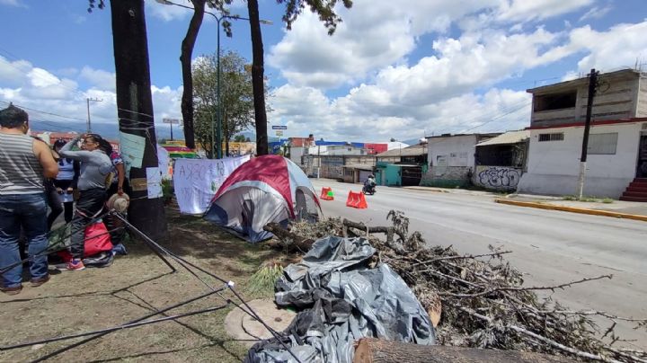 Ecocidio en Xalapa: ¿Y dónde está el Partido Verde tras deforestación de 30 árboles en Veracruz?