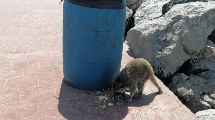 Mapaches ¿rabiosos?; autoridades señalan que los animales pueden presentar riesgo sanitario