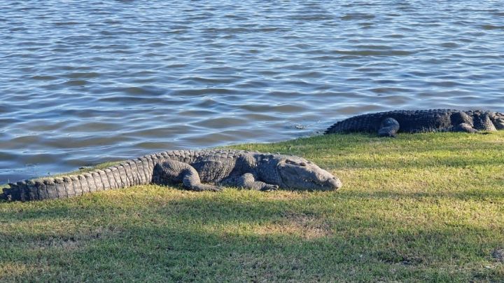 Alerta Cocodrilo: por temporada de anidación se intensifica la vigilancia en lagunas