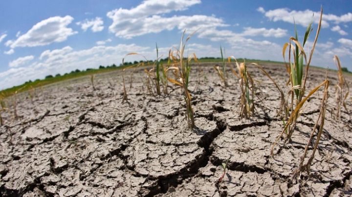 Sequía en Altamira afecta gravemente al sector agrícola