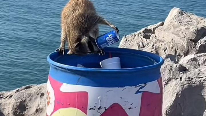 (VIDEO) ¡Sed de la mala! Captan a mapache tomando cerveza y causa indignación entre ambientalistas