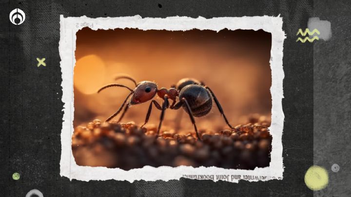 ¿Por qué hay hormigas en mi casa? Te decimos cuántos tipos son y qué comen