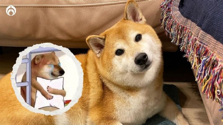 Muere Cheems: Así fue la desgarradora despedida al perrito viral de los memes (FOTOS)