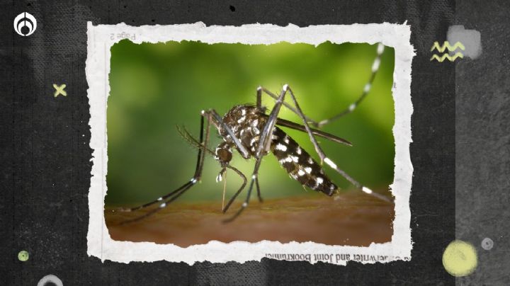 Combinación casera de 3 ingredientes para alejar a los mosquitos de tu casa