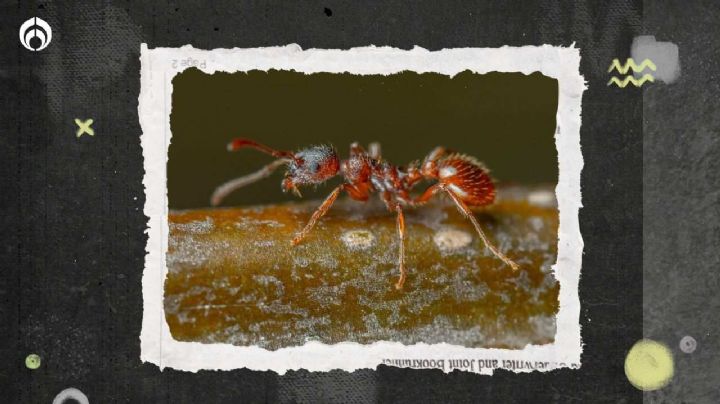 Cómo hacer un aromatizante natural para ahuyentar a las hormigas de la casa