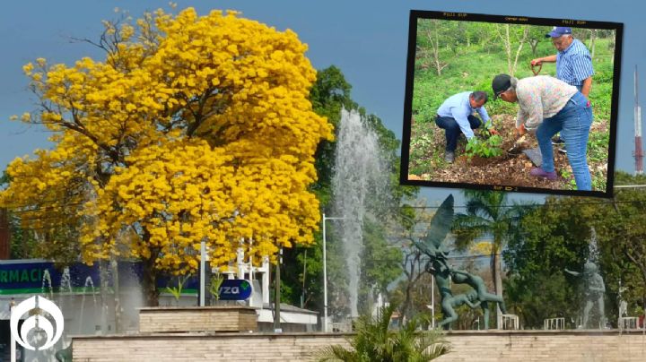 (FOTOS) Tabasco se viste de amarillo: el fascinante mundo de los árboles de Guayacán