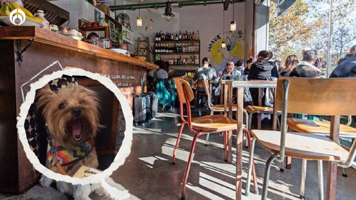 Estos son los mejores lugares para ir a comer con tu perrito en CDMX