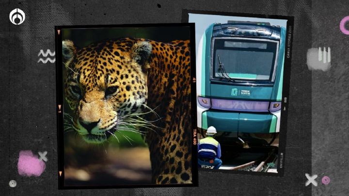 Tren Maya: exhiben impresionante video de jaguares… ¿cuántos quedan en México?