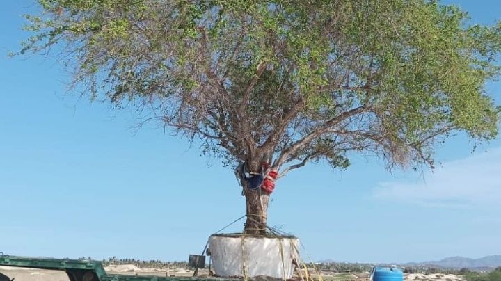 Municipio de León vigila el trasplante de árboles de colonia del Barrio a la Moderna