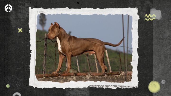 Pitbull ataca a niño en Morelos; recibe grave mordida en la cabeza