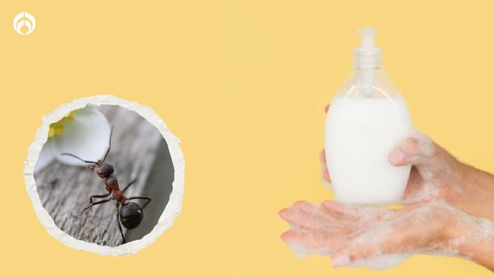 ¿Hormigas en casa? Elimínalas paso a paso con este jabón de 3 ingredientes