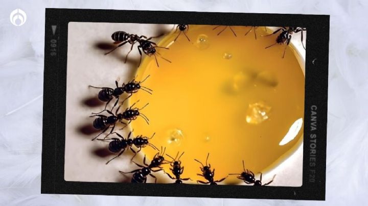 ¿Cómo hacer un veneno casero efectivo para las hormigas con ingredientes de tu cocina?