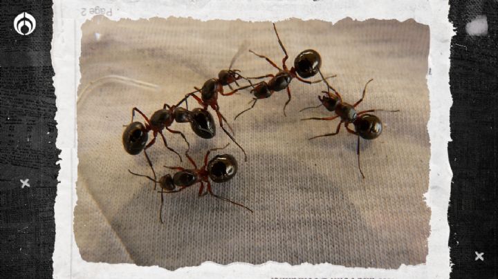 Mezcla natural con 4 ingredientes para acabar con las hormigas en toda tu casa
