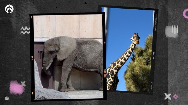 Salvan a Jirafa Benito... y ahora van por Ely la elefanta que vive 'triste' en zoológico de CDMX