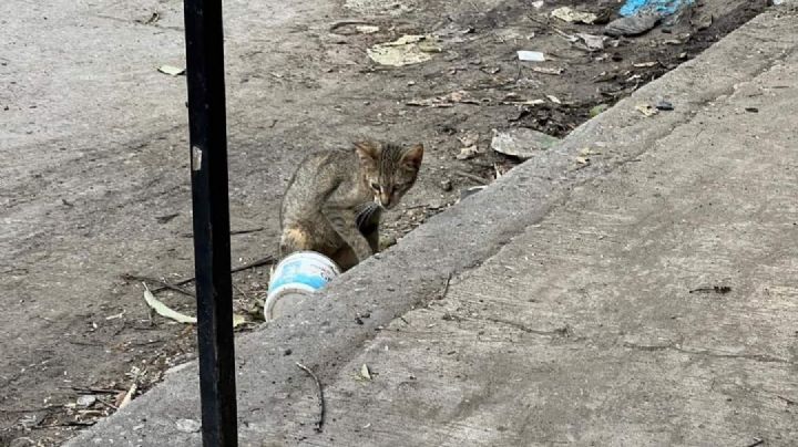 Maltrato animal en Madero: piden hacer reporte a autoridades, no solo en redes sociales