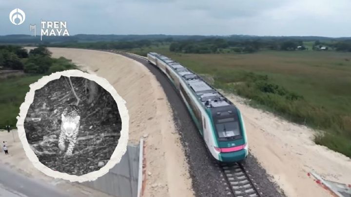 Tren Maya: así es el tramo Cancún-Playa del Carmen que abrirá en febrero (FOTOS)