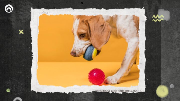 Perritos: 4 juguetes baratos que tiene Aurrera y le puedes dar en el Día de Reyes