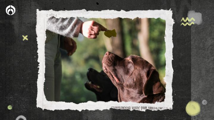 Perritos: cocina un premio fácil y nutritivo con 3 ingredientes