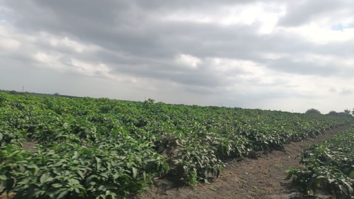 ¡Tláloc llega ya! Agricultores de Altamira esperan lluvias para continuar con cultivos