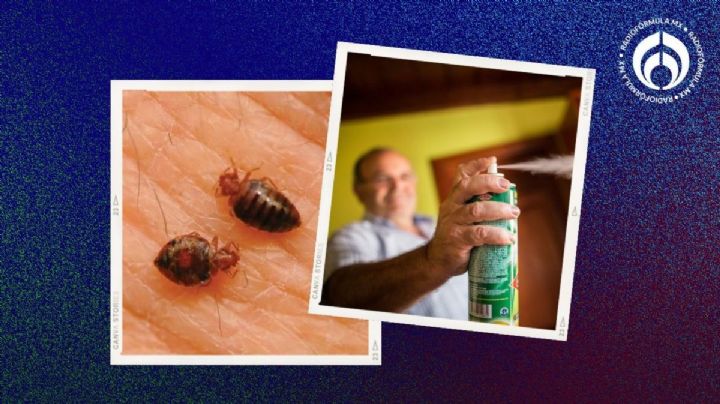 Temporada de chinches: ¿Se están volviendo resistentes a los insecticidas? Esto dicen expertos