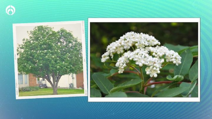 El árbol que no levanta banquetas, crece hasta 9 metros y resiste las heladas