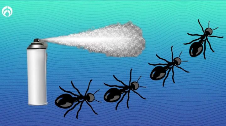 Cómo combatir una plaga de hormigas: 6 consejos infalibles para acabar con ellas por siempre
