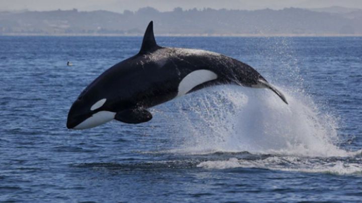 Orcas andan 'bravas' en Sonora: devoran a una ballena... y pescadores tienen miedo