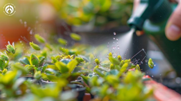 ¿Cómo se puede eliminar una plaga en las plantas con insecticida de leche de ajo?