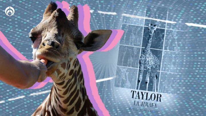 (FOTOS) Conoce a la nueva 'swiftie': la jirafa bebé Taylor en Nuevo León