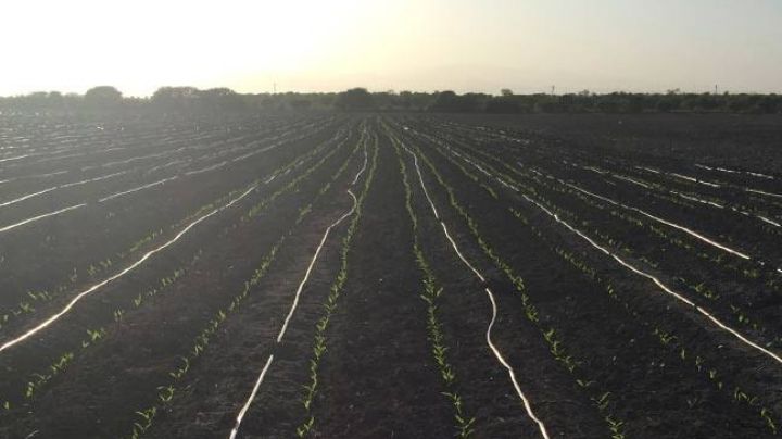 Sequía en Tamaulipas: elaboran presa con sistema de riesgo para optimizar el agua