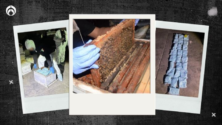 Nueva maña del ¿Cártel de Sinaloa? Esconden fentanilo y drogas en panales de abeja